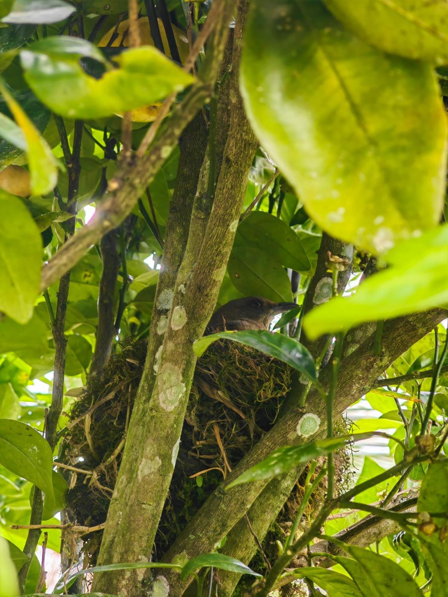 Paraiso Cocora Саленто Екстер'єр фото